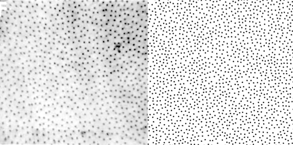 Adapted from "Non-fluorescent dye staining of primate blue cones", Figure 2